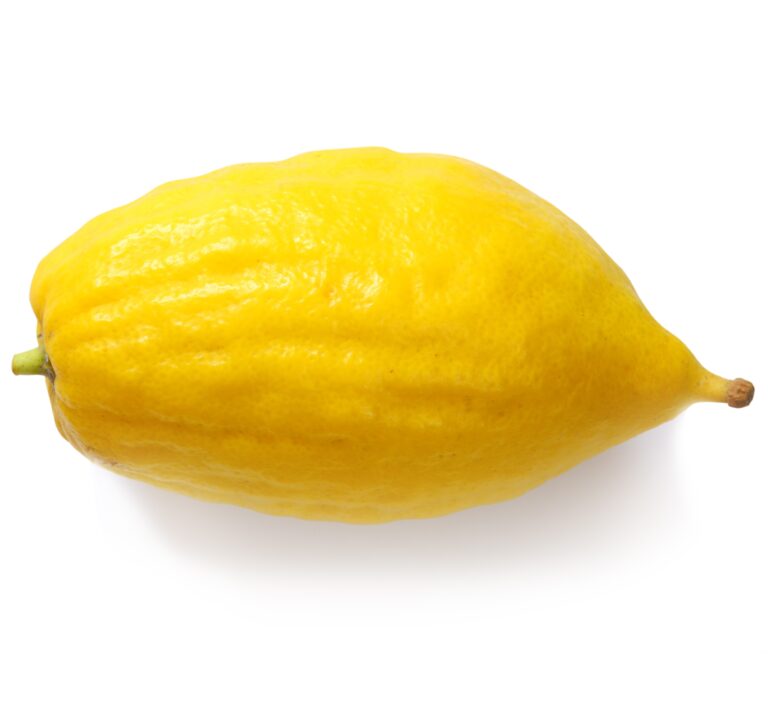 Citron: A Symbol of the Joyous Festival of Sukkot Has Many Health Benefits
